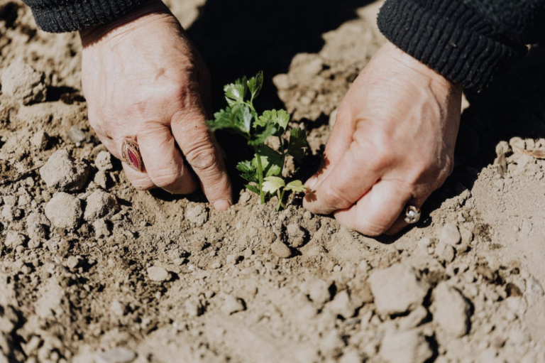 Poor Boy Takes Care of Grandma’s Garden After Her Death, Finds Dozens of Stashes Buried There – Story of the Day